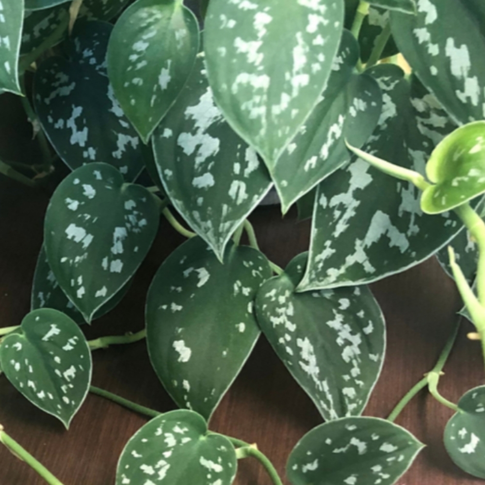 Scindapsus pictus rooted cuttings